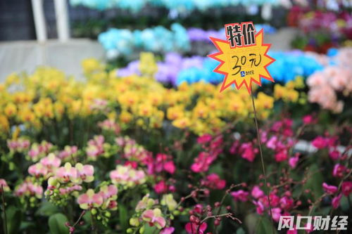 氛围感 满格 青岛第三届年宵花节来了 60多种花卉等您来挑